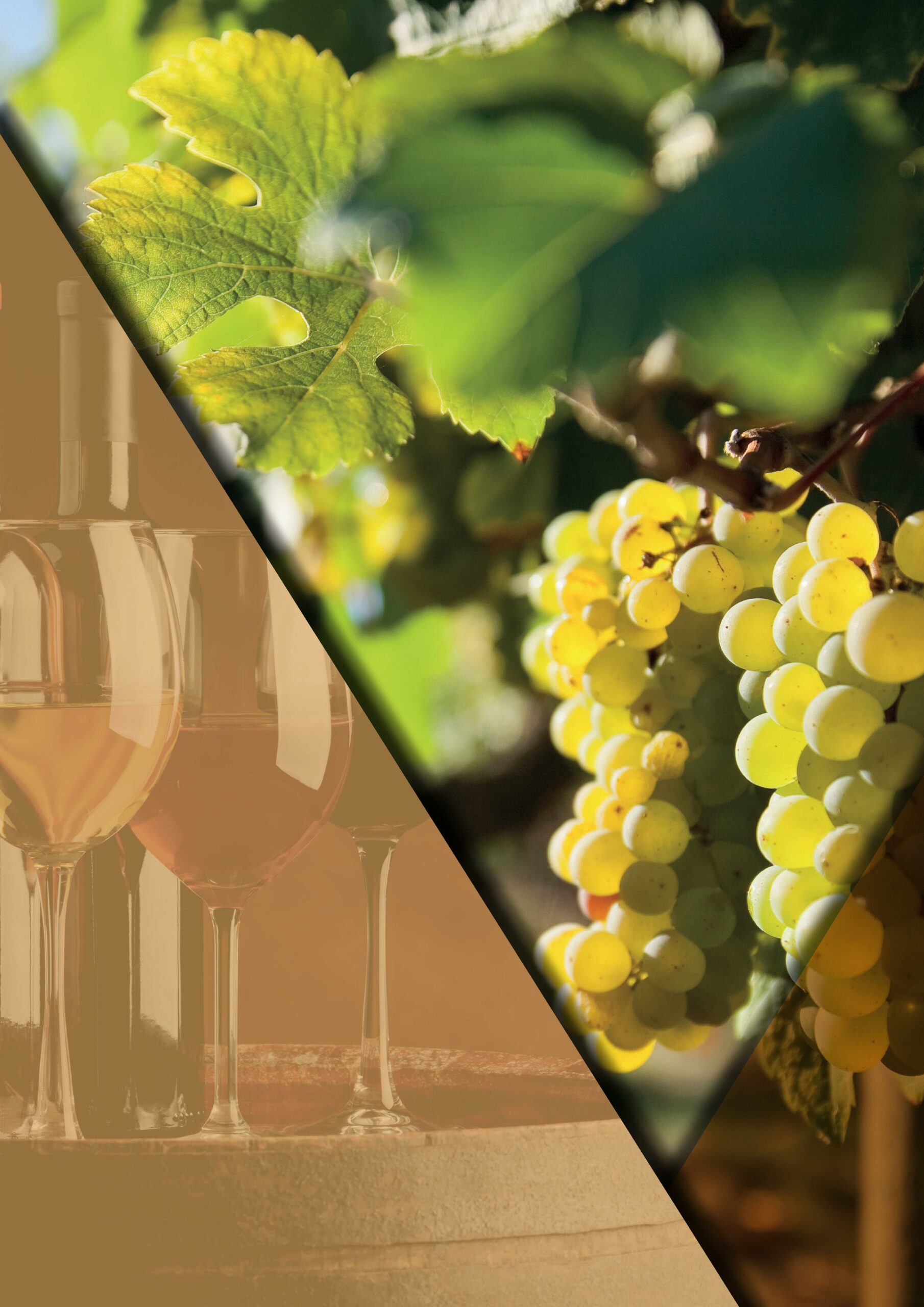 FOND AFFICHE 2025 Salon des vins de France Seyssuel